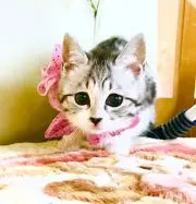 わさびの画像
