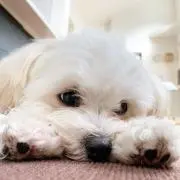 まりなの画像