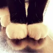 such