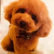 M♢BOX-b様引取専用 SHARP AQUOS 4T-C50CL1 50V型 - メルカリ