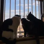 T-BAの画像