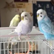 ぴぴこの画像