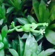 すずらんの画像