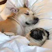 ayaness