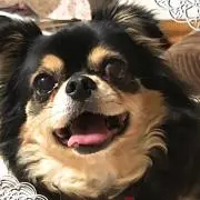 サクラ✨プロフ一読お願いします^ - ^の画像