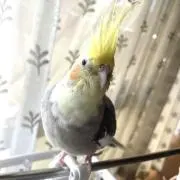 さくらの画像