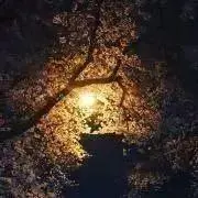Yukoponの画像