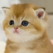 トトロの画像