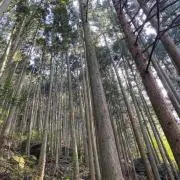 ナミの画像