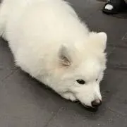 _azの画像