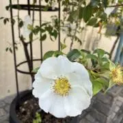 もへじの画像