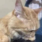まちこの画像