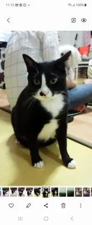 黒猫
