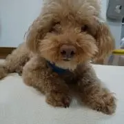 yanmaの画像