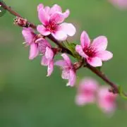 ももの画像