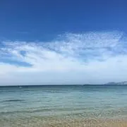 りんぷーの画像