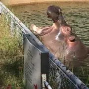 ヤーヤの画像