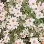 ★即決価格コメント下さい★の画像