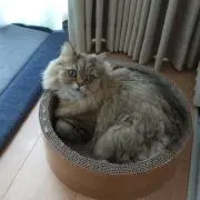 ふじゃ～の画像