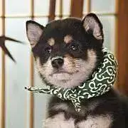 ✰gosuke✰の画像