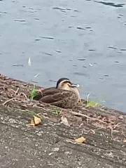 めろんぱんな