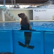 ヒラメ