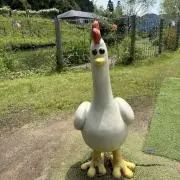 ぽろろの画像