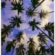 LCOの画像