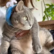 terutomoの画像