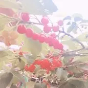 悠希