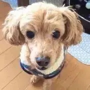 hyomo.ryuの画像
