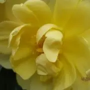 むぎりんの画像