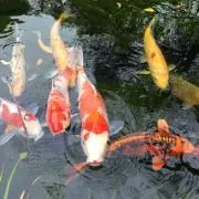 フジワラの画像