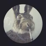 RASHの画像
