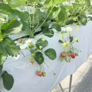 たえの画像