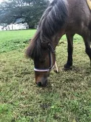 つる