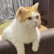 ななの画像