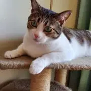 マロ