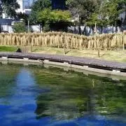 ネコネコイの画像