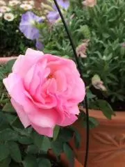 すて