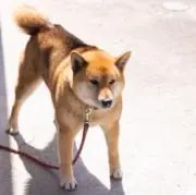 ウメコの画像