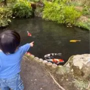 ゆずの画像
