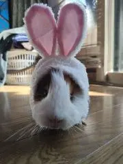 うさぎの画像