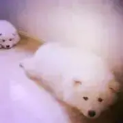 もふもふの画像