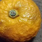 レンタルたむら