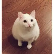 西岡