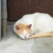尼ちゃん