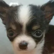 わっち