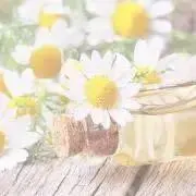 おもちの画像
