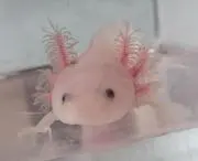 tdupgpの画像